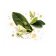 Herbal Essences Bio:Renew Smooth Golden Moringa Oil Shampoo 400ml